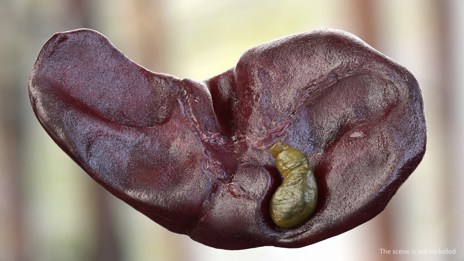 Human Organs Collection 3D model https://p.turbosquid.com/ts-thumb/Lr/5KSt0c/NO/human_organs_collection_004/jpg/1745498379/1920x1080/fit_q87/13ebd77bfb60eb8afbc65387e0ed384a93864c73/human_organs_collection_004.jpg