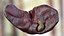 Human Organs Collection