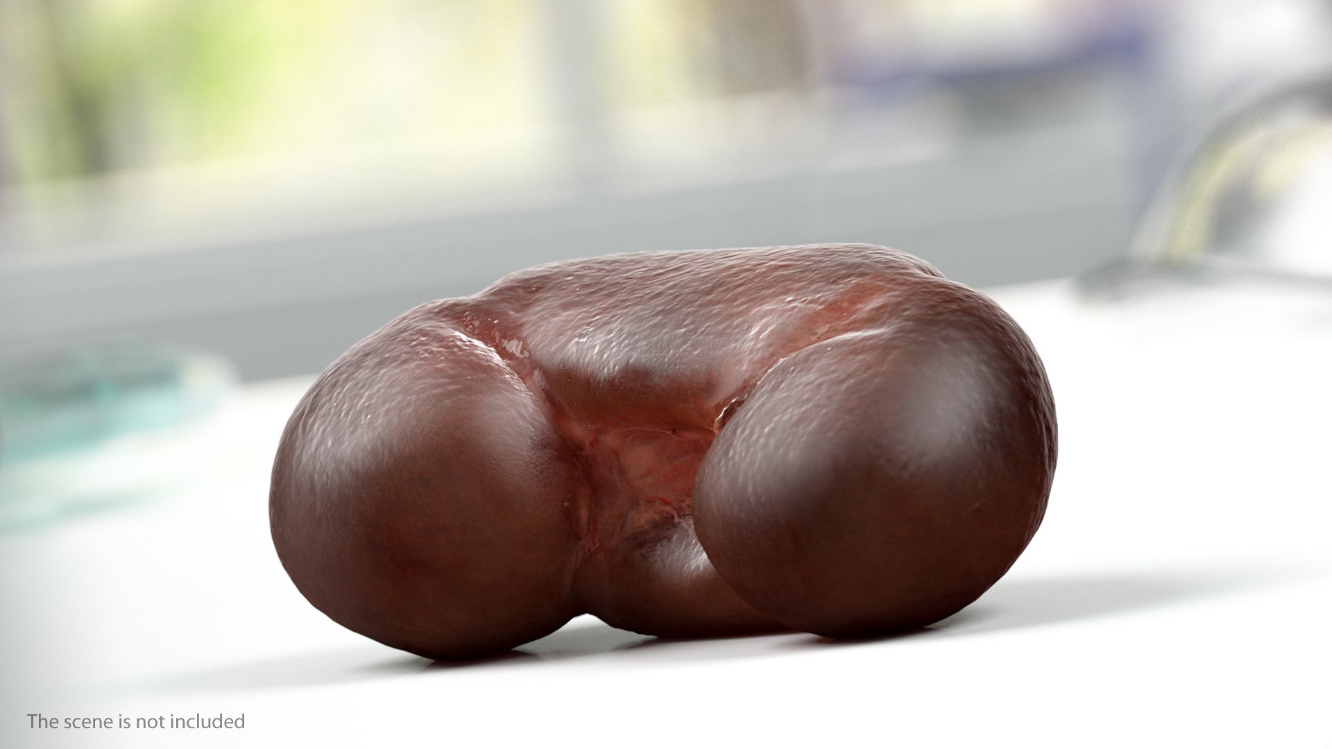 Human Organs Collection 3D model https://p.turbosquid.com/ts-thumb/Lr/5KSt0c/dI/human_organs_collection_009/jpg/1745498382/1920x1080/fit_q87/07a1953a45e1121cbf3183e4eb072e9c82385994/human_organs_collection_009.jpg
