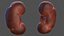 Human Organs Collection