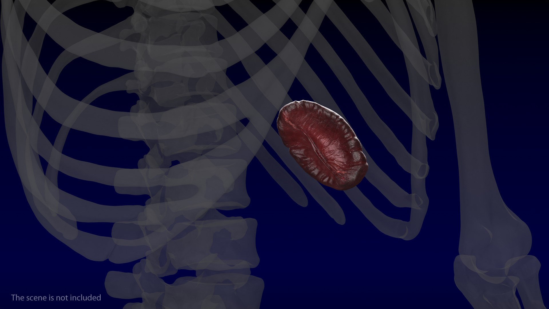 Human Organs Collection 3D model https://p.turbosquid.com/ts-thumb/Lr/5KSt0c/na/human_organs_collection_007/jpg/1745498381/1920x1080/fit_q87/d7ce56e404f7c3724f86f0915d1b6f0965f54759/human_organs_collection_007.jpg