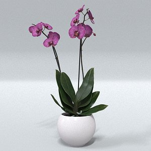 3D laos Vegetation Orchid