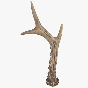 Deer Antler
