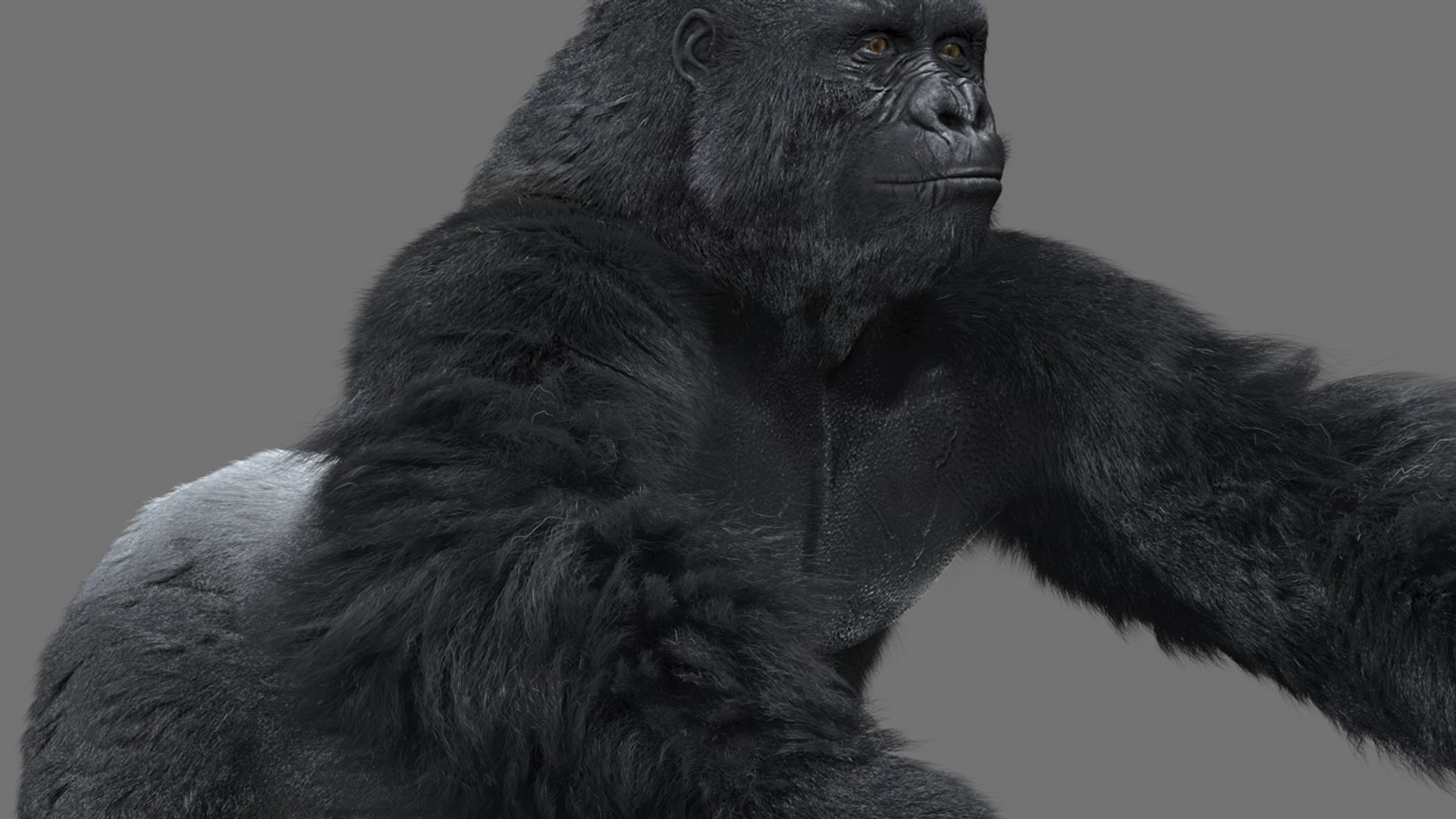 3d Gorilla Rigging Shave