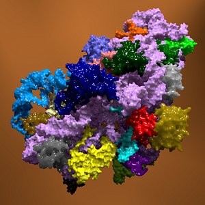 structure bacterial ribosome 3d model