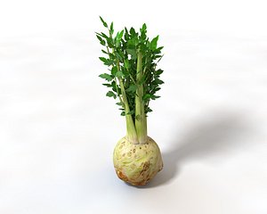 celery model