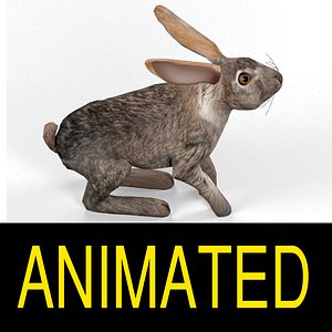 3d hare rigged cat model
