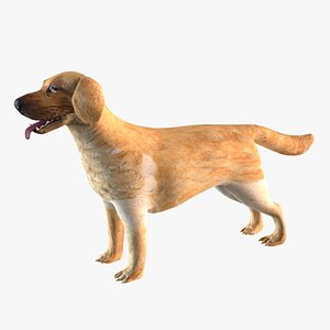 Labrador retriever