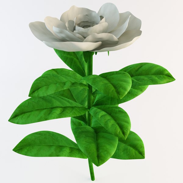 flor de gardenia