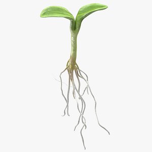 3D model sprout root