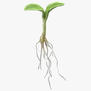 Sprout Root
