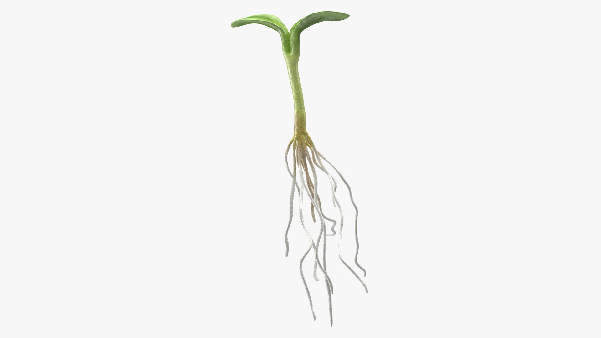 Sprout Root 3D model preview