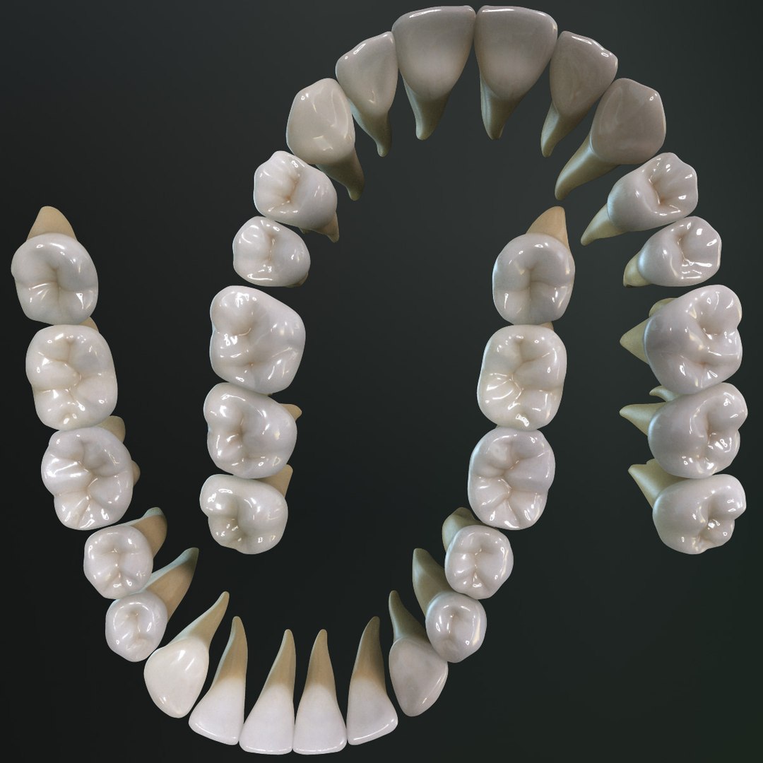 Teeth Permanent Dentition Max