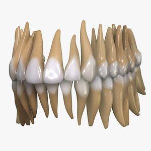 Permanent Dentition
