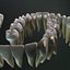 Permanent Dentition