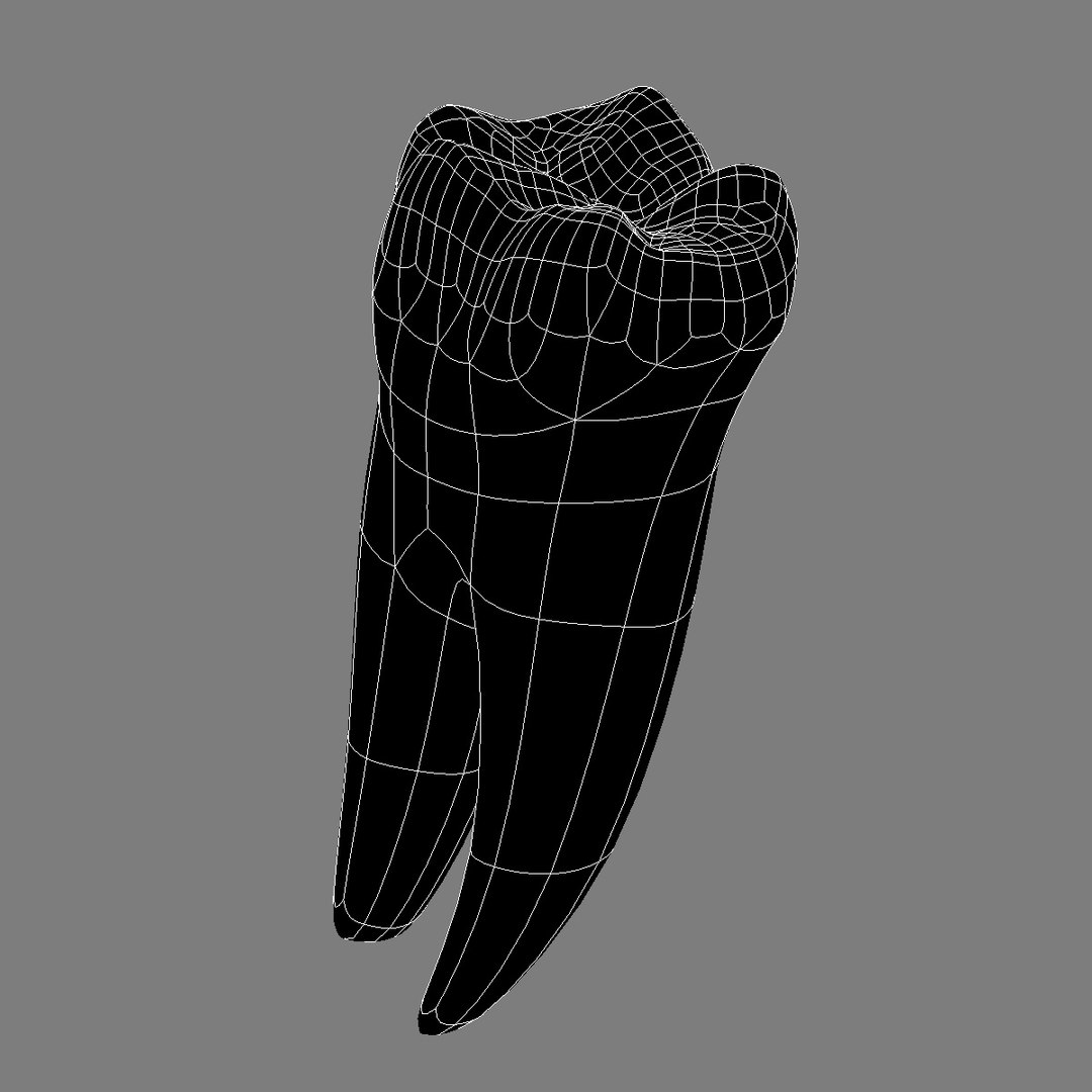 teeth permanent dentition max https://p.turbosquid.com/ts-thumb/Lr/olA9jH/YhkO094p/lfm_08/jpg/1369876472/1920x1080/fit_q87/50217964a4d9858f0c1b746a933e5768dfab0233/lfm_08.jpg