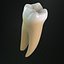 Permanent Dentition