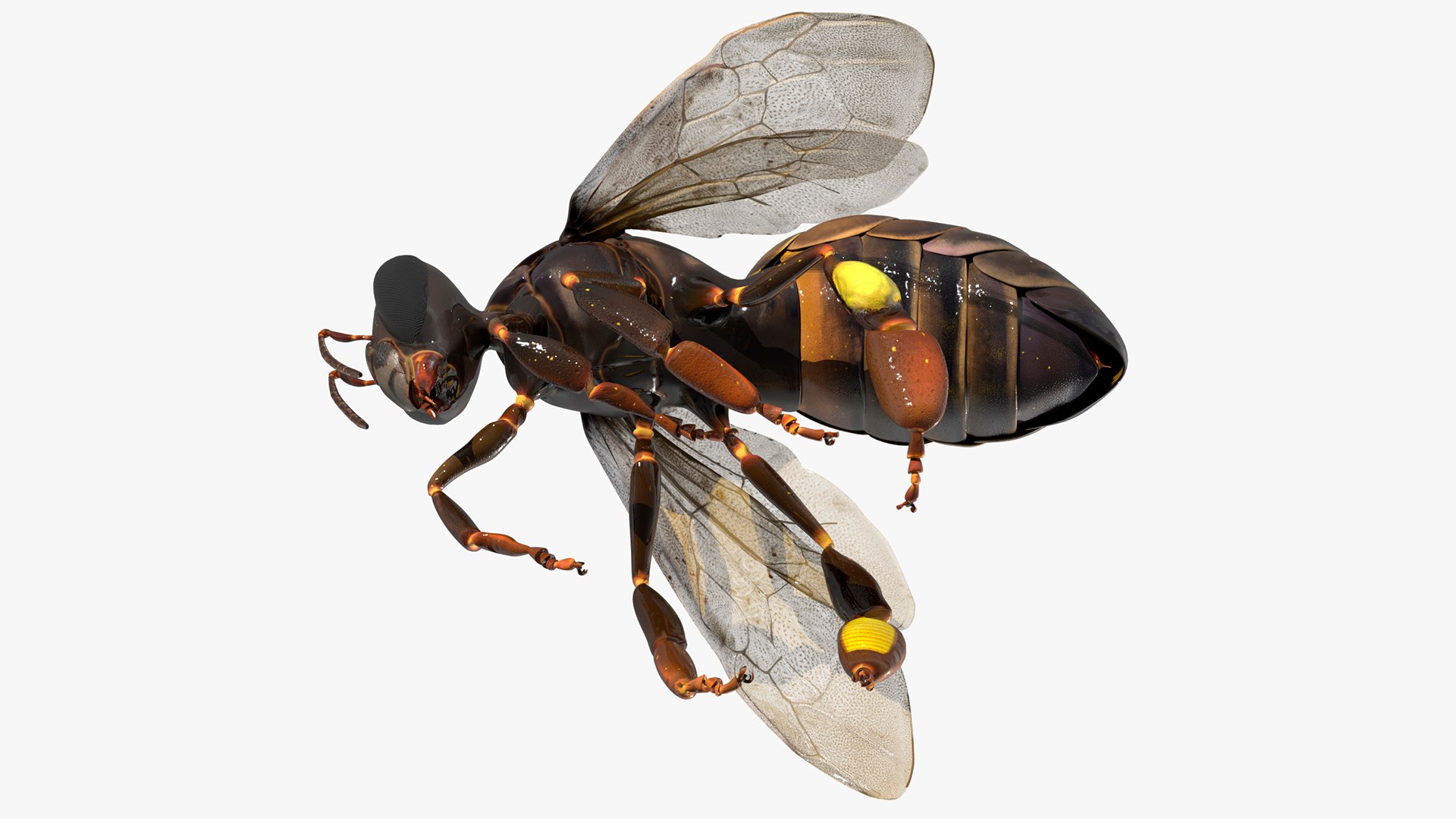 Worker Bee Rigged For Blender model https://p.turbosquid.com/ts-thumb/Lr/tmSwTQ/QN/worker_bee_rigged_for_blender_006/jpg/1761820829/1920x1080/fit_q87/5725e4db46f89fe5097cc8e8d93cd438f3f52eb5/worker_bee_rigged_for_blender_006.jpg