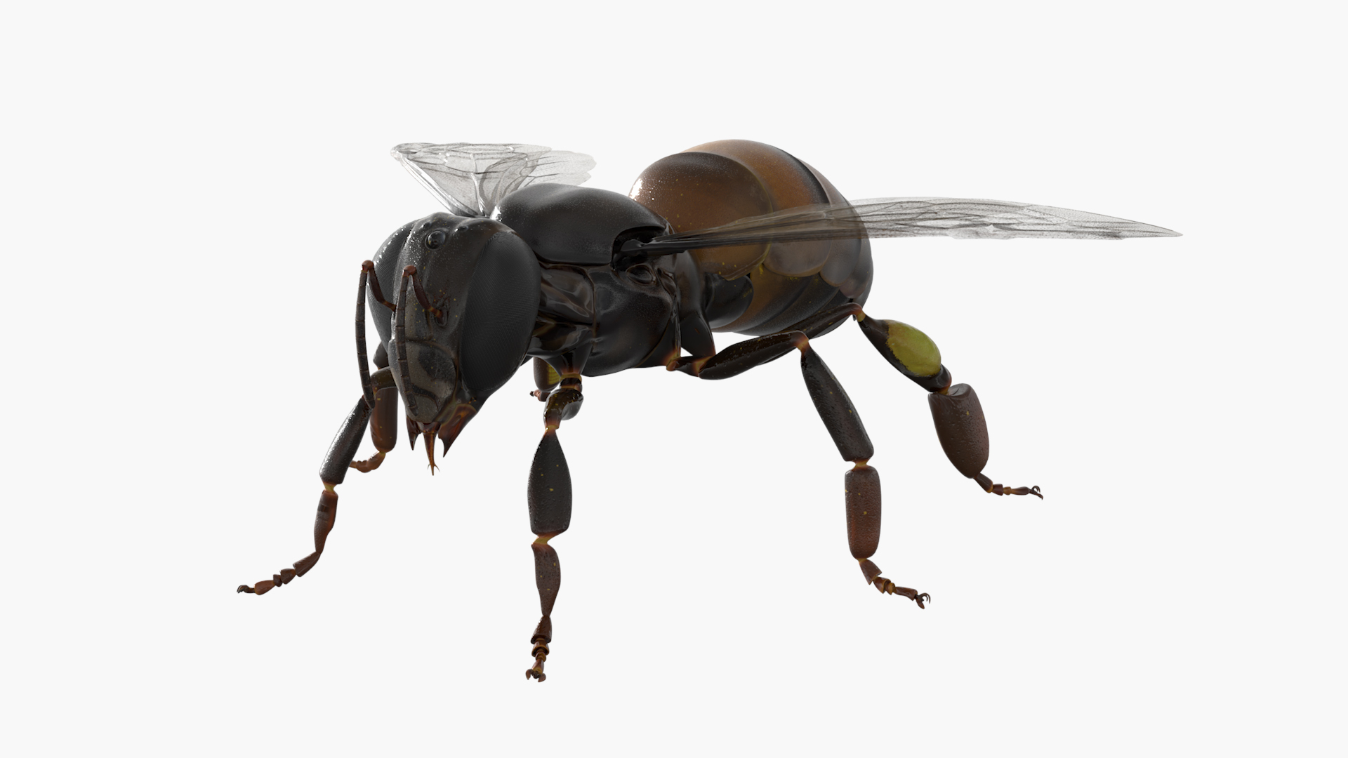 Worker Bee Rigged For Blender model https://p.turbosquid.com/ts-thumb/Lr/tmSwTQ/dd/worker_bee_rigged_for_blender_360/jpg/1761820661/1920x1080/turn_fit_q99/989b19f290d9a66059d906bde463fd5a17a91d92/worker_bee_rigged_for_blender_360-1.jpg