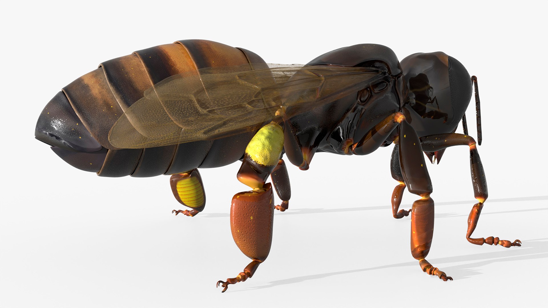 Worker Bee Rigged For Blender model https://p.turbosquid.com/ts-thumb/Lr/tmSwTQ/i4/worker_bee_rigged_for_blender_007/jpg/1761820832/1920x1080/fit_q87/a89885b70a7424116c105b5ba5268a6f3a1dd159/worker_bee_rigged_for_blender_007.jpg