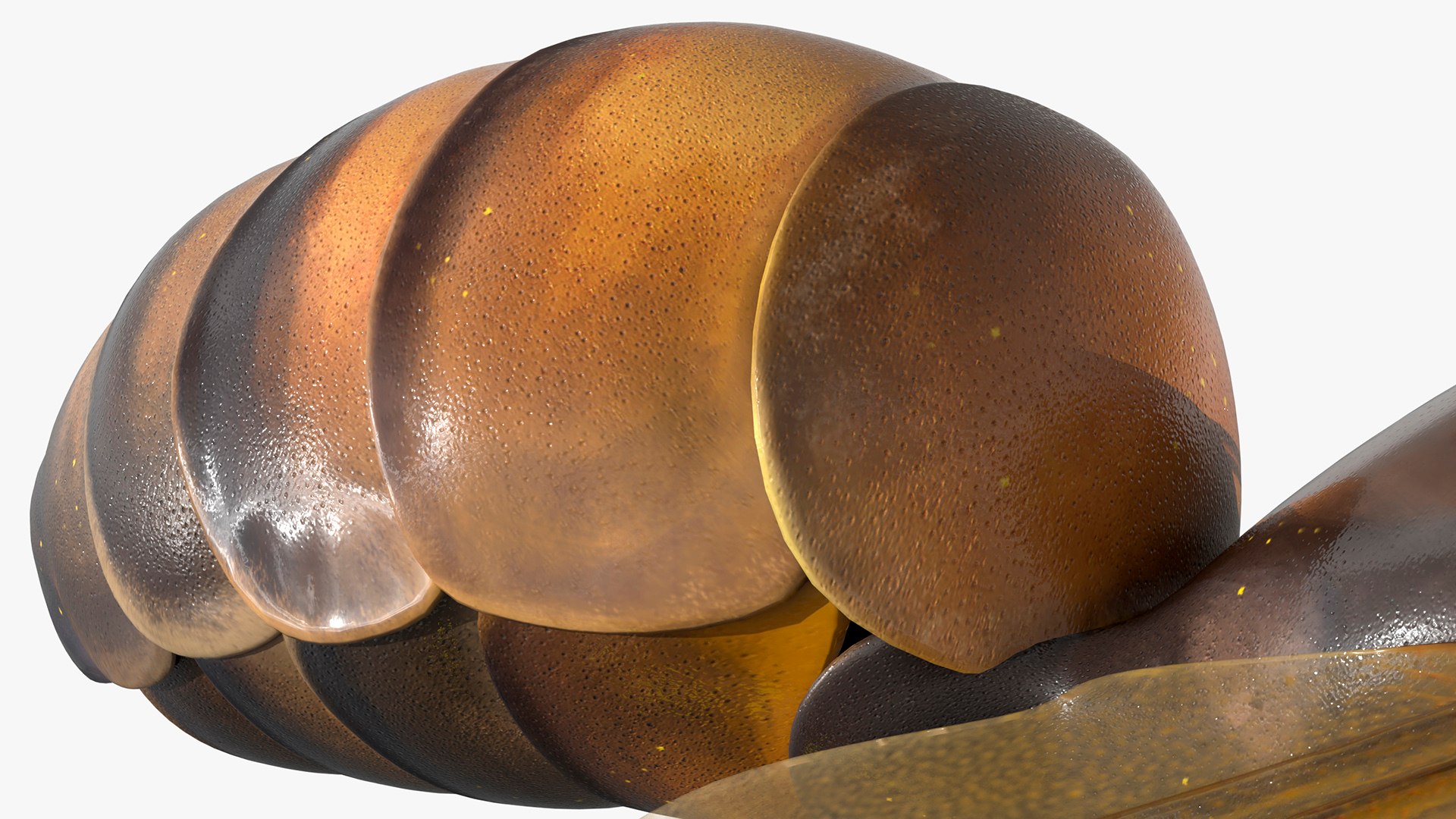 Worker Bee Rigged For Blender model https://p.turbosquid.com/ts-thumb/Lr/tmSwTQ/pK/worker_bee_rigged_for_blender_011/jpg/1761820844/1920x1080/fit_q87/085331208b7cfeba2ecddd11c76a5b36cbc9d9b2/worker_bee_rigged_for_blender_011.jpg