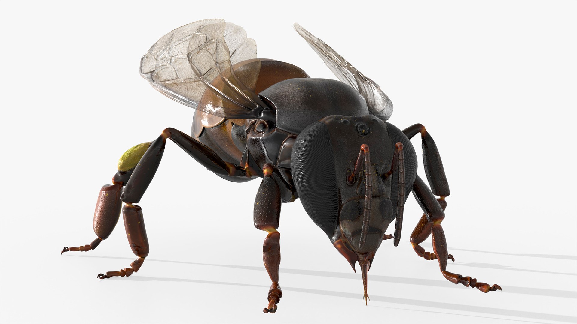 Worker Bee Rigged For Blender model https://p.turbosquid.com/ts-thumb/Lr/tmSwTQ/tT/worker_bee_rigged_for_blender_008/jpg/1761820835/1920x1080/fit_q87/281868f865782611c34662d9622ececf75011f40/worker_bee_rigged_for_blender_008.jpg