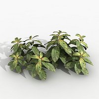 Plant Hoffmania
