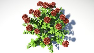 Red Flower