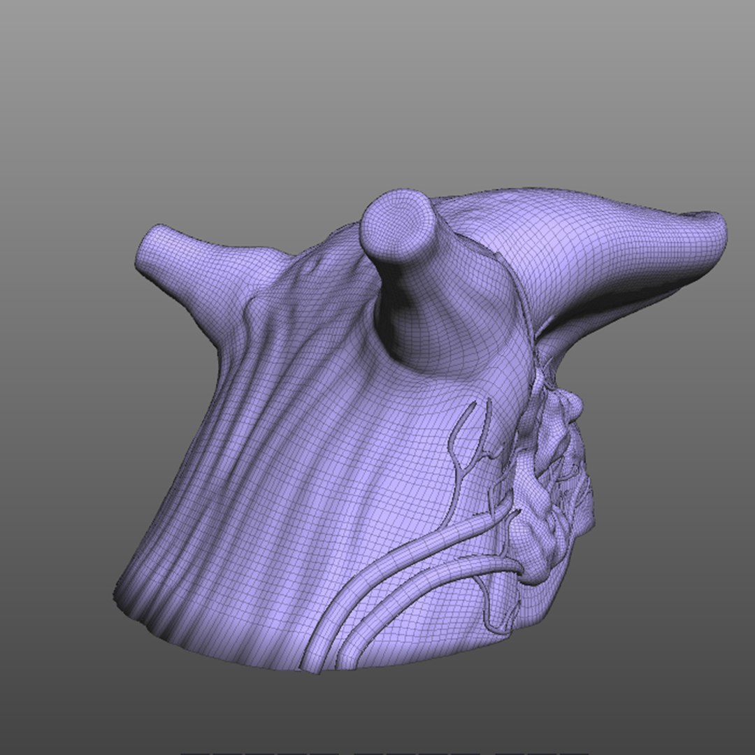 human tongue 3D model https://p.turbosquid.com/ts-thumb/Ls/b7Gp2t/Erq8nL3r/wire3/jpg/1583888890/1920x1080/fit_q87/c33a8c71ce8e7d2591f66cc7018d2d0b6b87108b/wire3.jpg