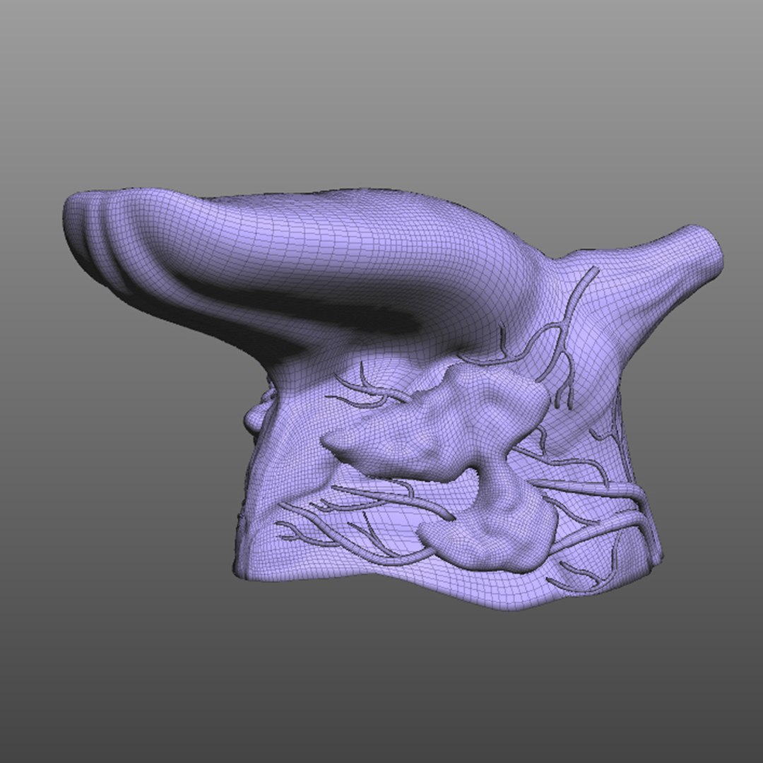 human tongue 3D model https://p.turbosquid.com/ts-thumb/Ls/b7Gp2t/FwtkPrTq/wire1/jpg/1583888890/1920x1080/fit_q87/efc585649d9cf56dd59449dc94cb3e8212b24991/wire1.jpg