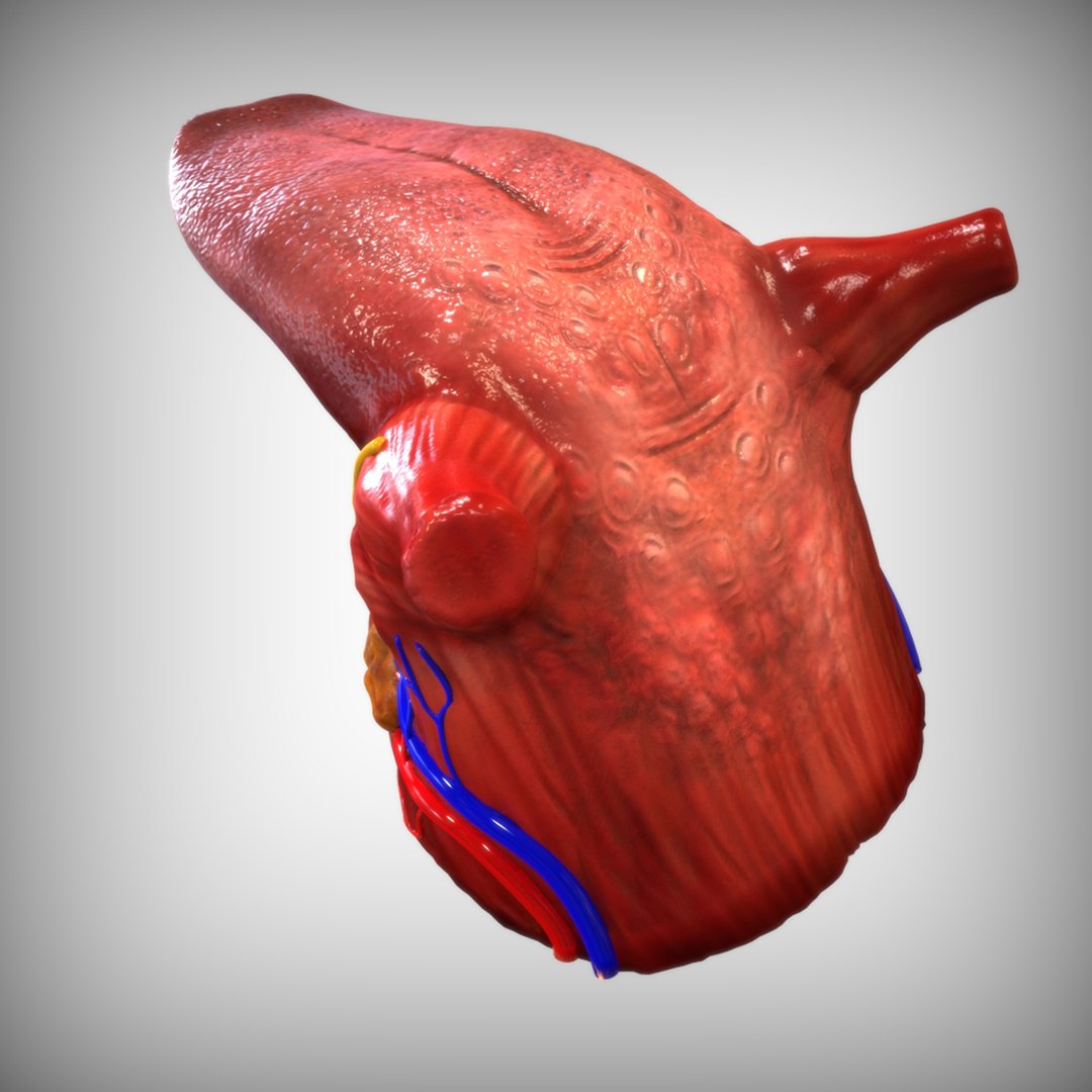 human tongue 3D model https://p.turbosquid.com/ts-thumb/Ls/b7Gp2t/SuGE3jgG/alternate2_view/jpg/1583888890/1920x1080/fit_q87/7b4216b9bda5c42f7d6ef61e1f7e45a3331ce943/alternate2_view.jpg
