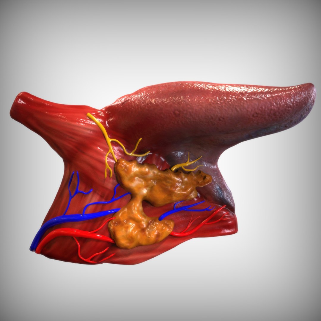 human tongue 3D model https://p.turbosquid.com/ts-thumb/Ls/b7Gp2t/aLEe0AQp/right_view/jpg/1583888890/1920x1080/fit_q87/fdd11e9a7ebb4369c0b55c1c0318ad69df050f97/right_view.jpg