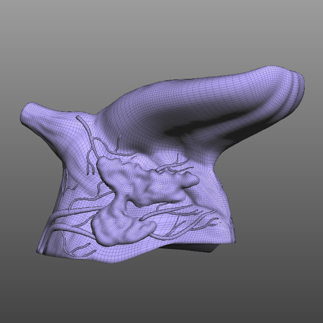 human tongue 3D model https://p.turbosquid.com/ts-thumb/Ls/b7Gp2t/ae7CFAFX/wire2/jpg/1583888890/1920x1080/fit_q87/b9394801a54d4cd208dc338eca97b899d5986d67/wire2.jpg