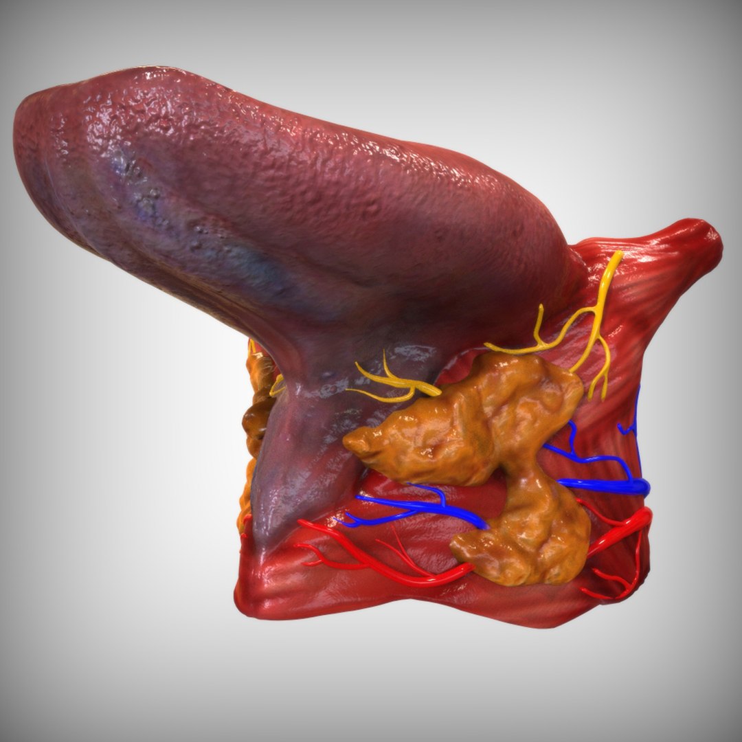human tongue 3D model https://p.turbosquid.com/ts-thumb/Ls/b7Gp2t/fccnQXBI/left_view/jpg/1583888890/1920x1080/fit_q87/240a67947ac764b064853f00cfb11b696874dbfb/left_view.jpg