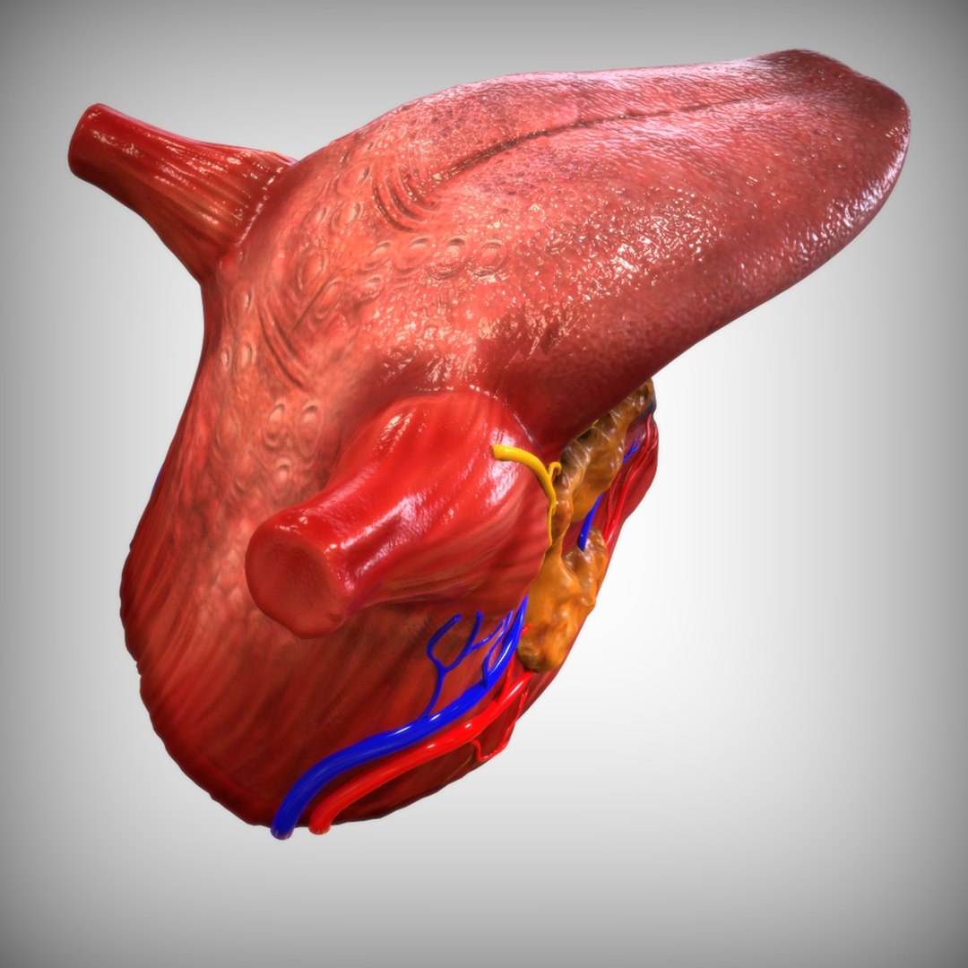 human tongue 3D model https://p.turbosquid.com/ts-thumb/Ls/b7Gp2t/vCe1dHhb/alternate3_view/jpg/1583888890/1920x1080/fit_q87/a14ad8e4dcfd4b7f1351515b1aac3f3f4c7f12e9/alternate3_view.jpg