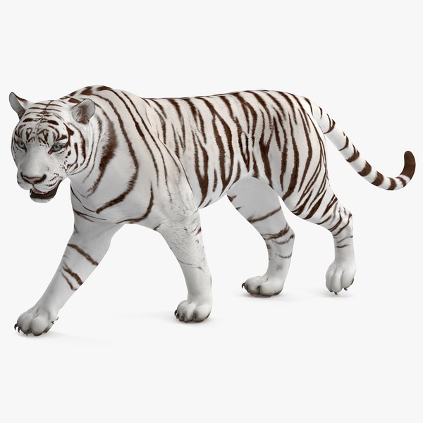 white tiger rigged 3D model