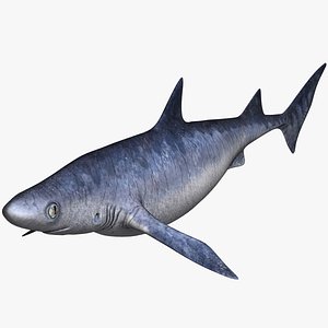Blue Shark