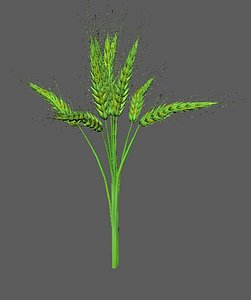 wheat green 3D
