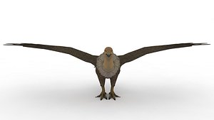 Eagle 3D model