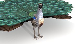 Fantasy Bird California Quail Peacock 3D Model Realistic PBR for Games and Films
