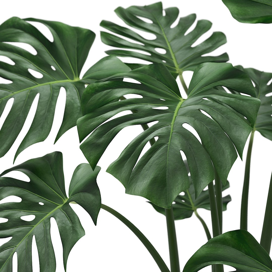 Monstera Leaves Max