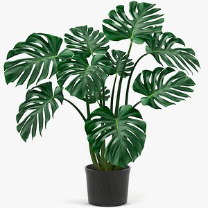 Monstera Leaves 004