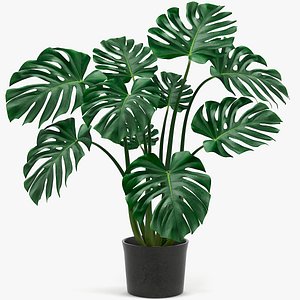 Monstera Leaves 004