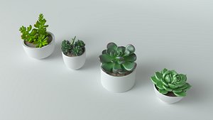 Succulent in pot 2 Low-poly 3D model