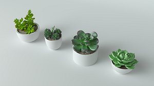 Succulent in pot 2 Low-poly 3D model