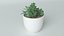 Succulente en pot 2 Modèle 3D low-poly
