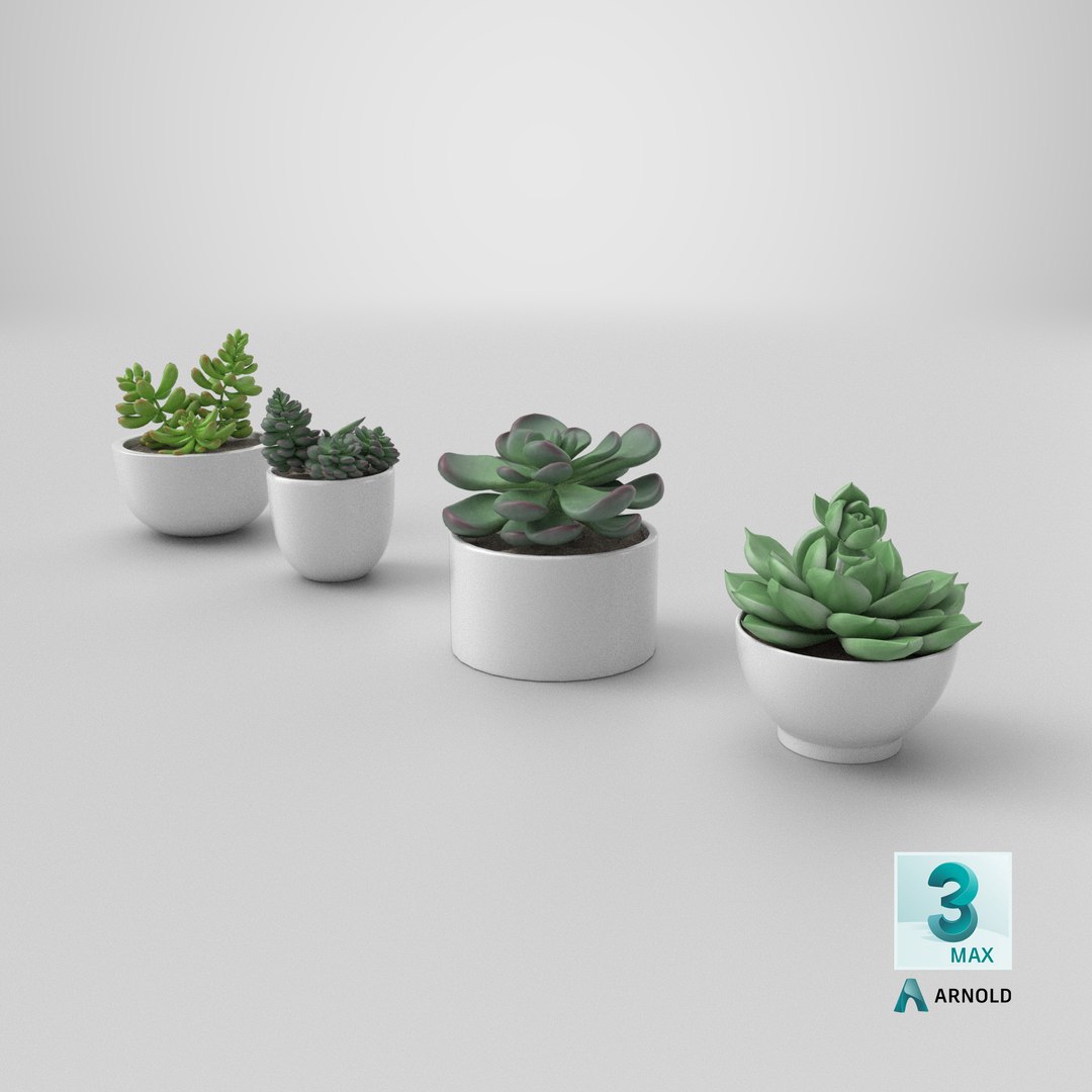 3D model Succulent in pot 2 Low-poly 3D model https://p.turbosquid.com/ts-thumb/Lt/K8jFvf/i7/stemcell_max_arnold_render/png/1736534237/1920x1080/fit_q87/c79cc7b861db098cf2a24a95cad8dafa38e8cfd4/stemcell_max_arnold_render.jpg