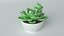 Succulente en pot 2 Modèle 3D low-poly