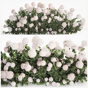 3D White Hydrangea Bushes For Garden Landscaping 1185 model