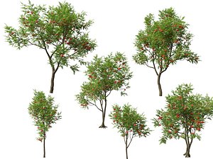HighpolyLowpoly Sorbus Aucuparia - Mountain Ash